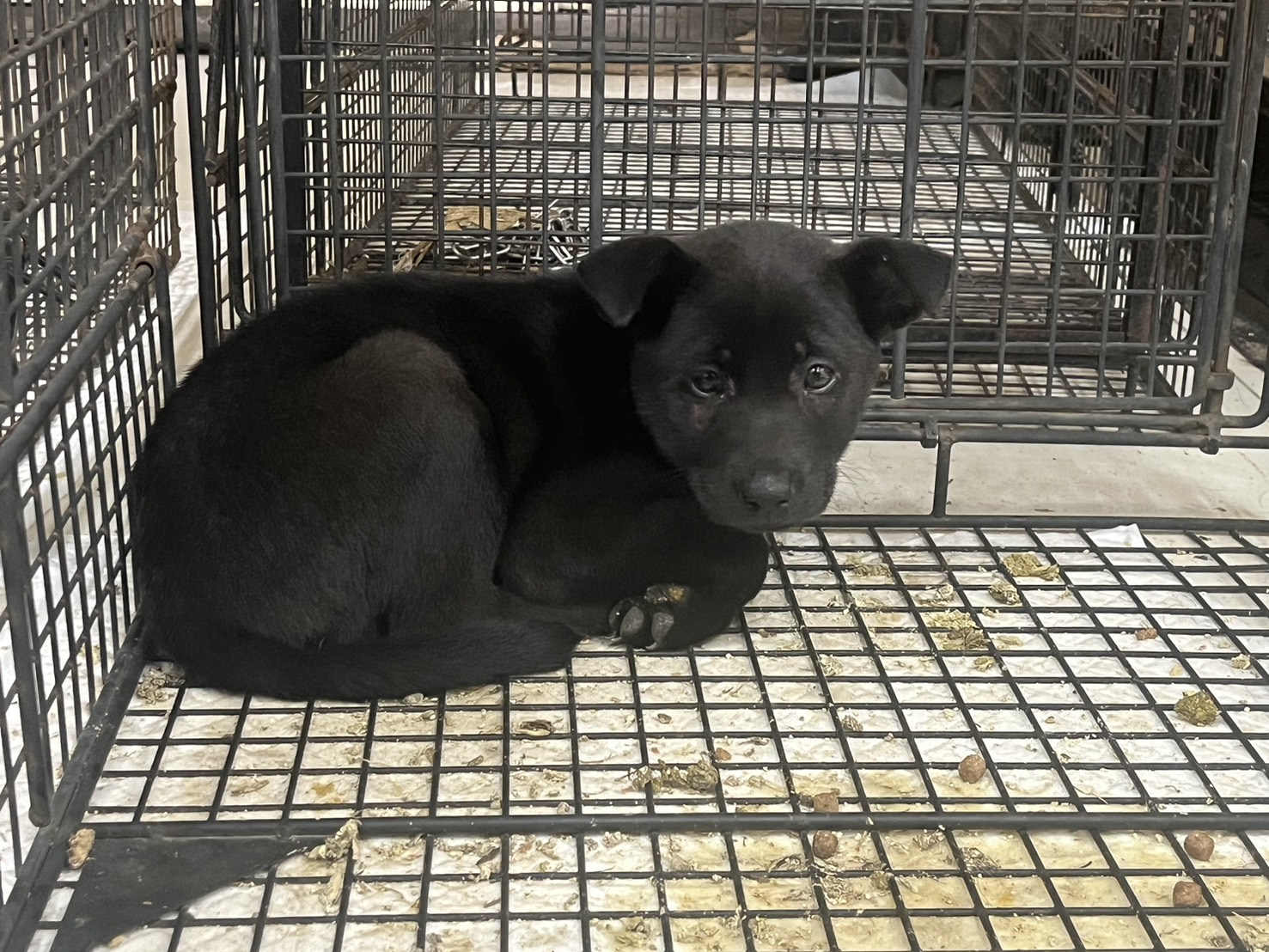 金門縣待認養狗 混種犬