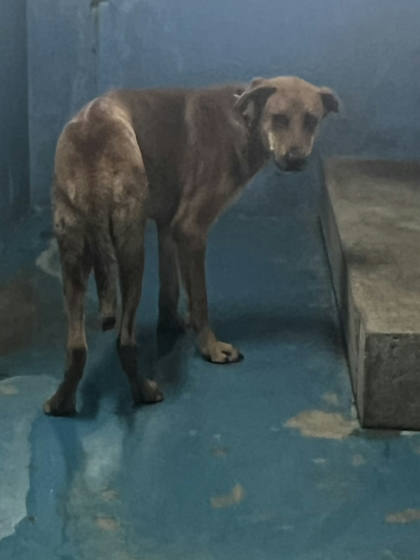 苗栗縣待認養狗｜混種犬｜黃色｜公