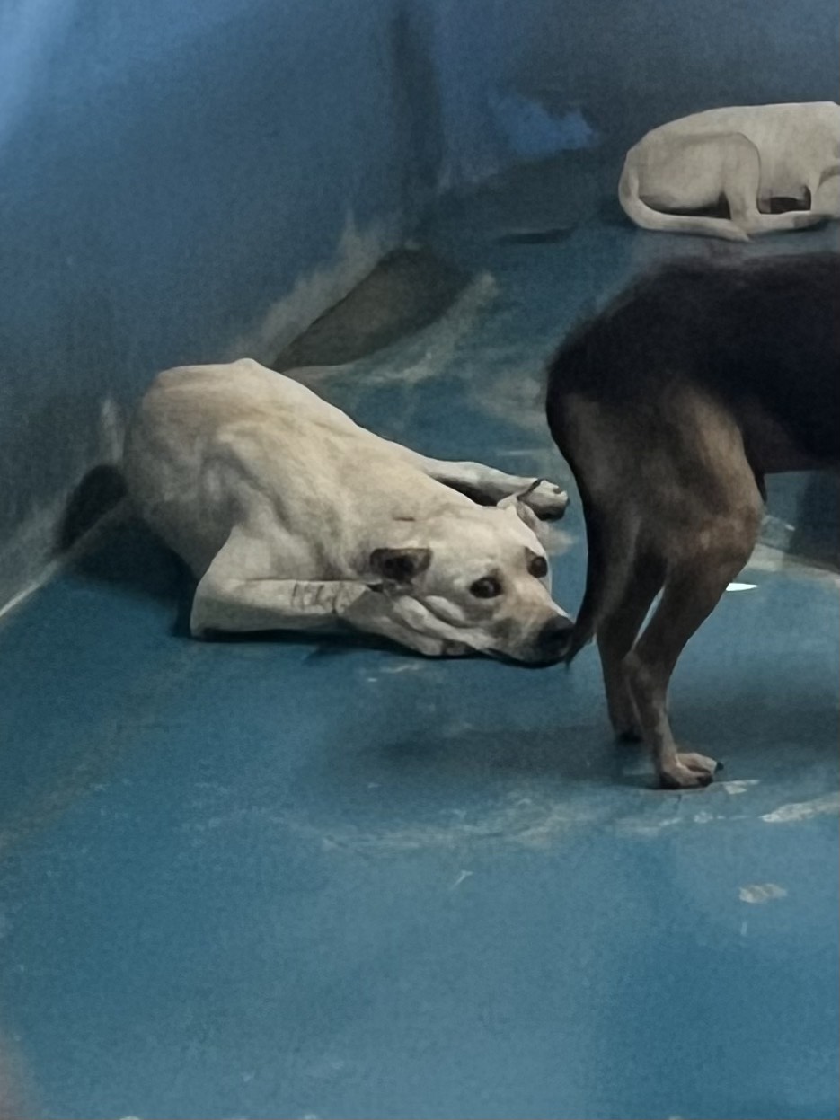 苗栗縣待認養狗 混種犬