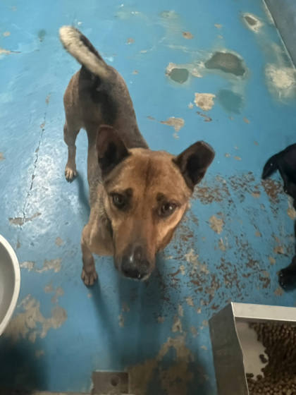 苗栗縣待認養狗｜混種犬｜棕黑色｜公