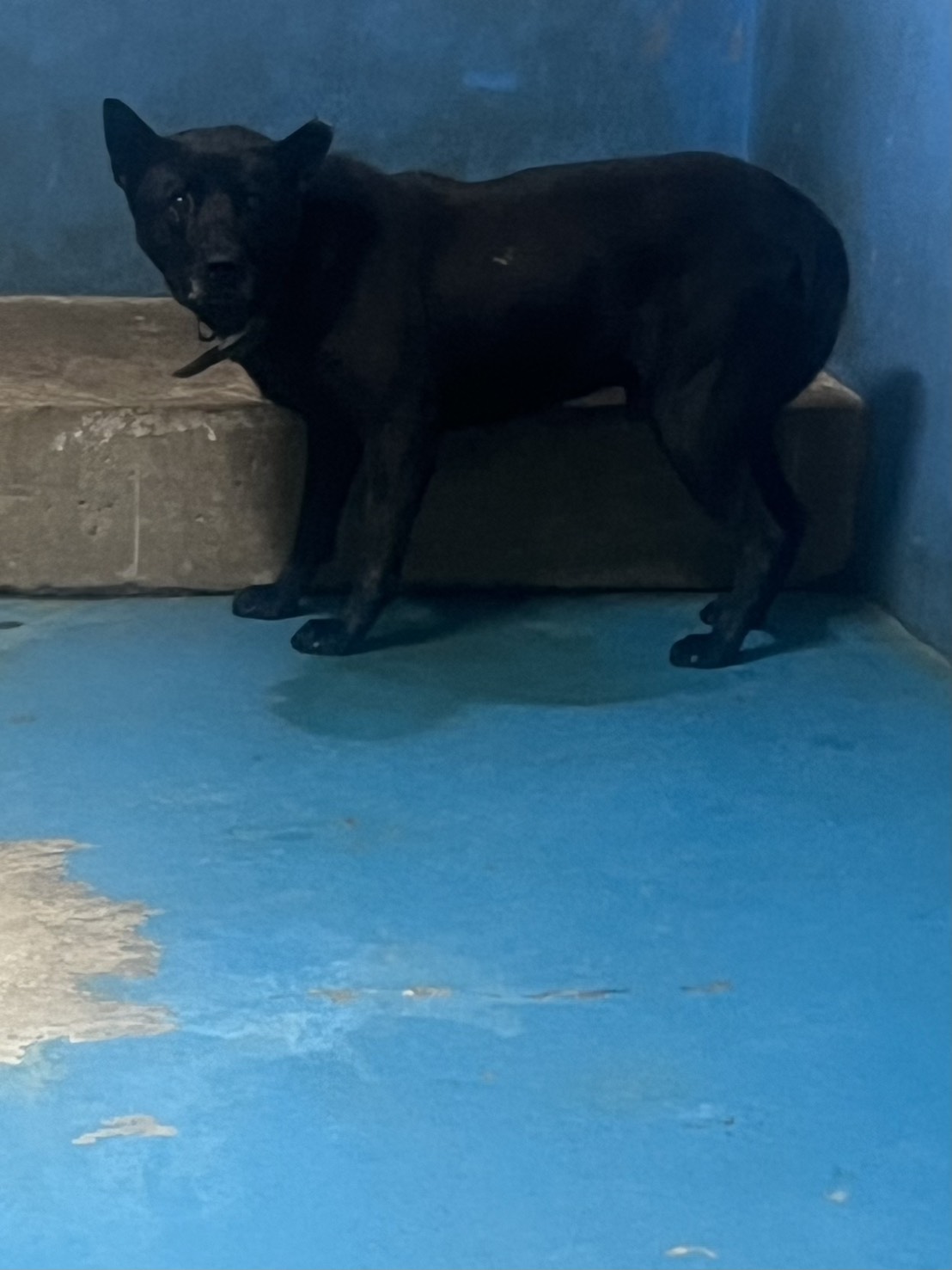 苗栗縣待認養狗 混種犬