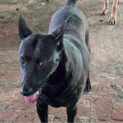 雲林縣待認養狗｜混種犬｜黑色｜母