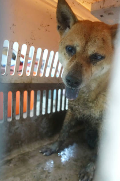宜蘭縣待認養狗｜混種犬｜黃色