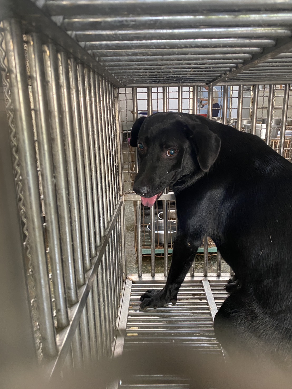 台南市待認養狗 混種犬