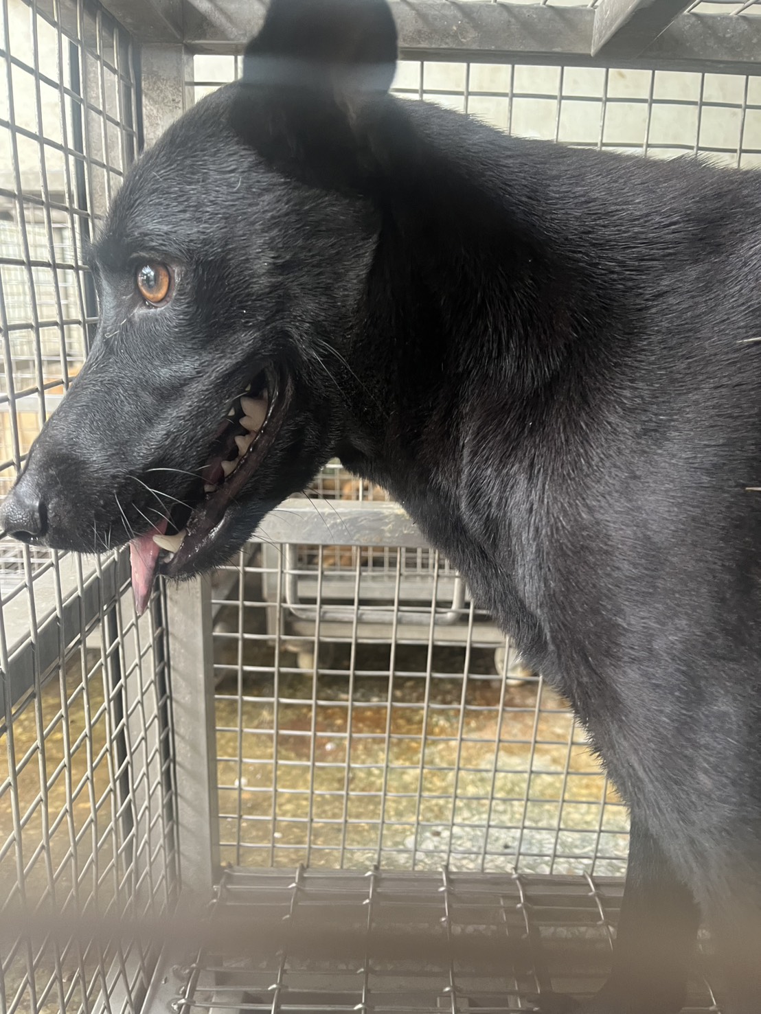 台南市待認養狗 混種犬