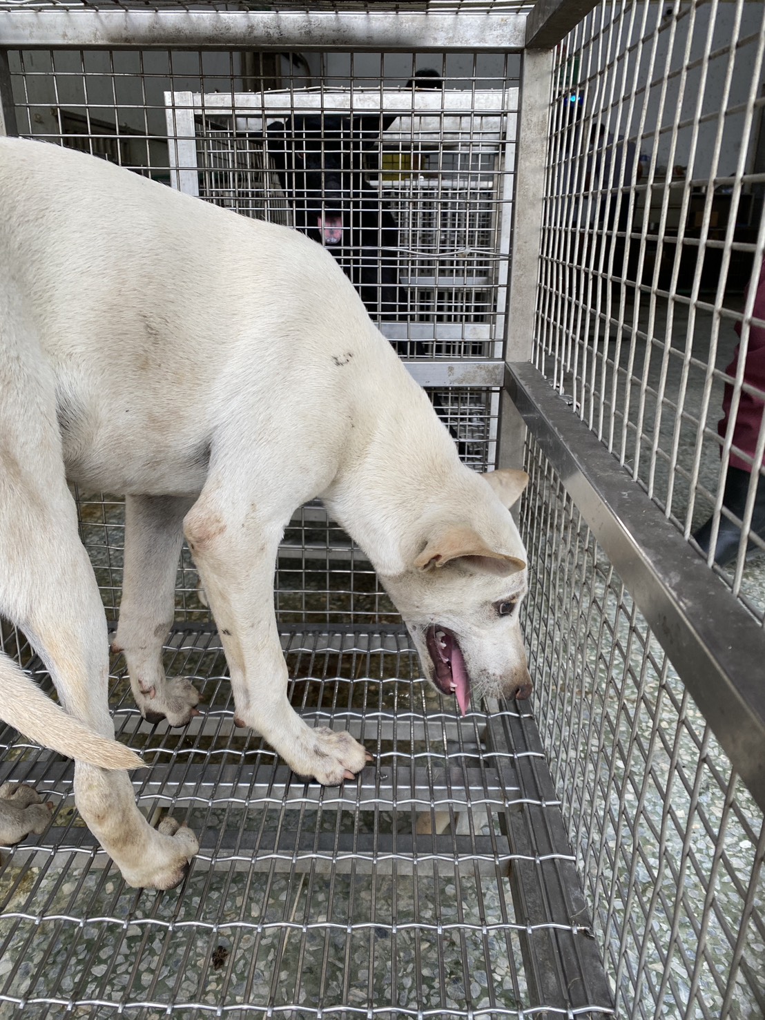 台南市待認養狗 混種犬
