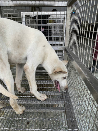 台南市待認養狗｜混種犬｜白色｜公