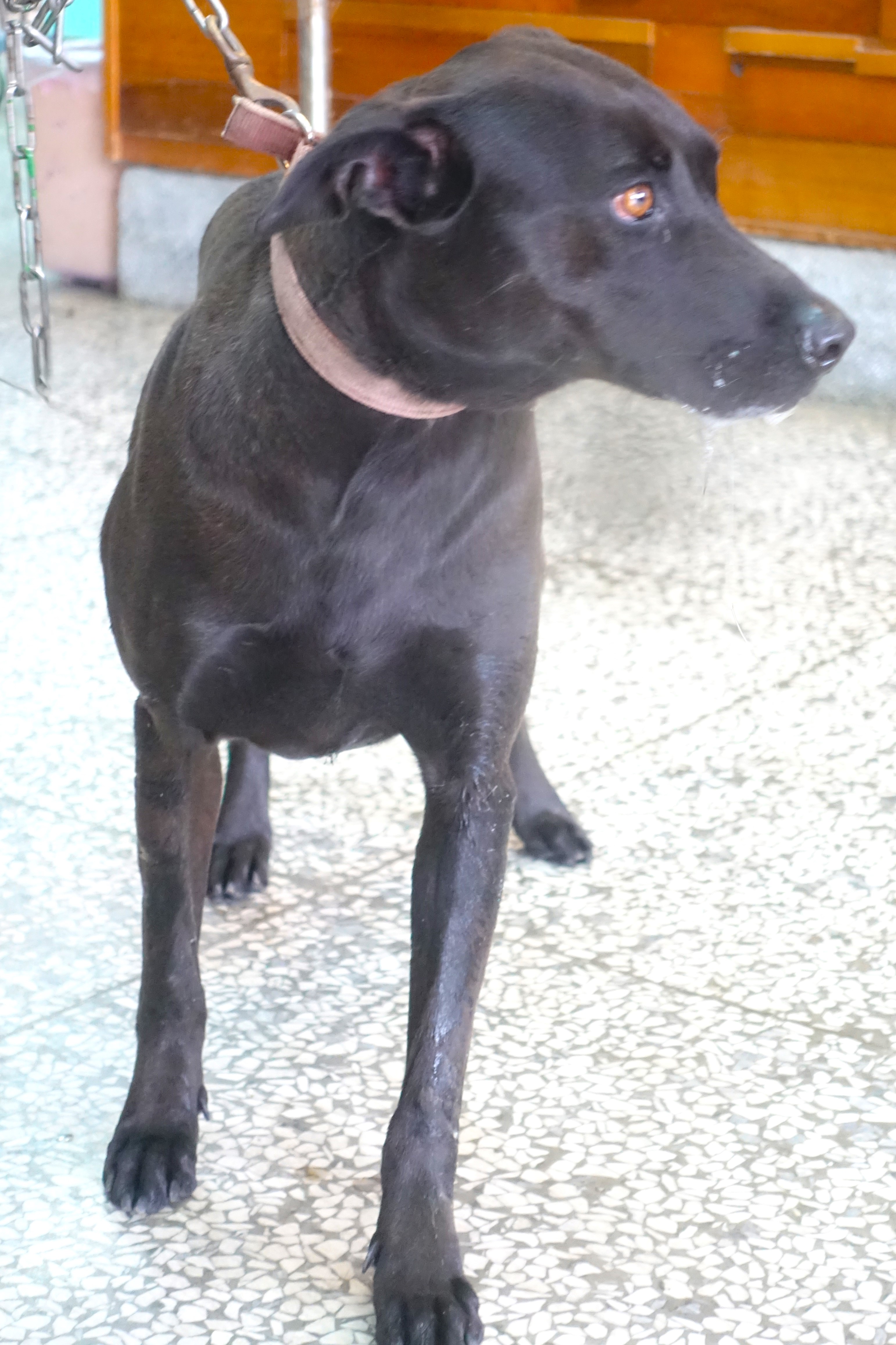 宜蘭縣待認養狗 混種犬