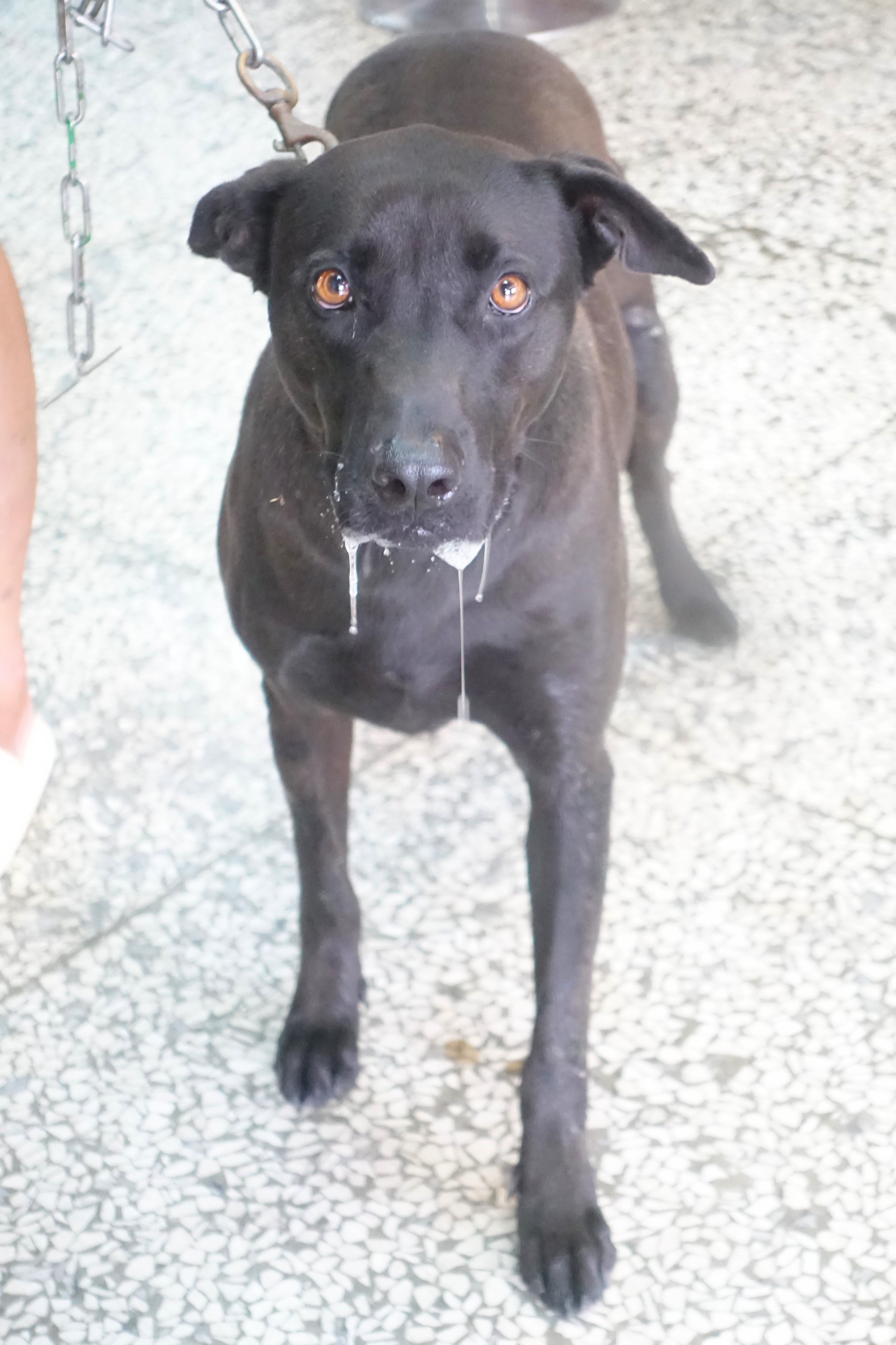 宜蘭縣待認養狗 混種犬