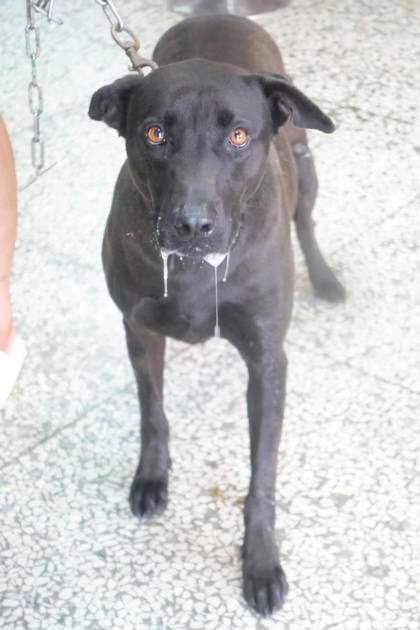 宜蘭縣待認養狗｜混種犬｜黑色｜母