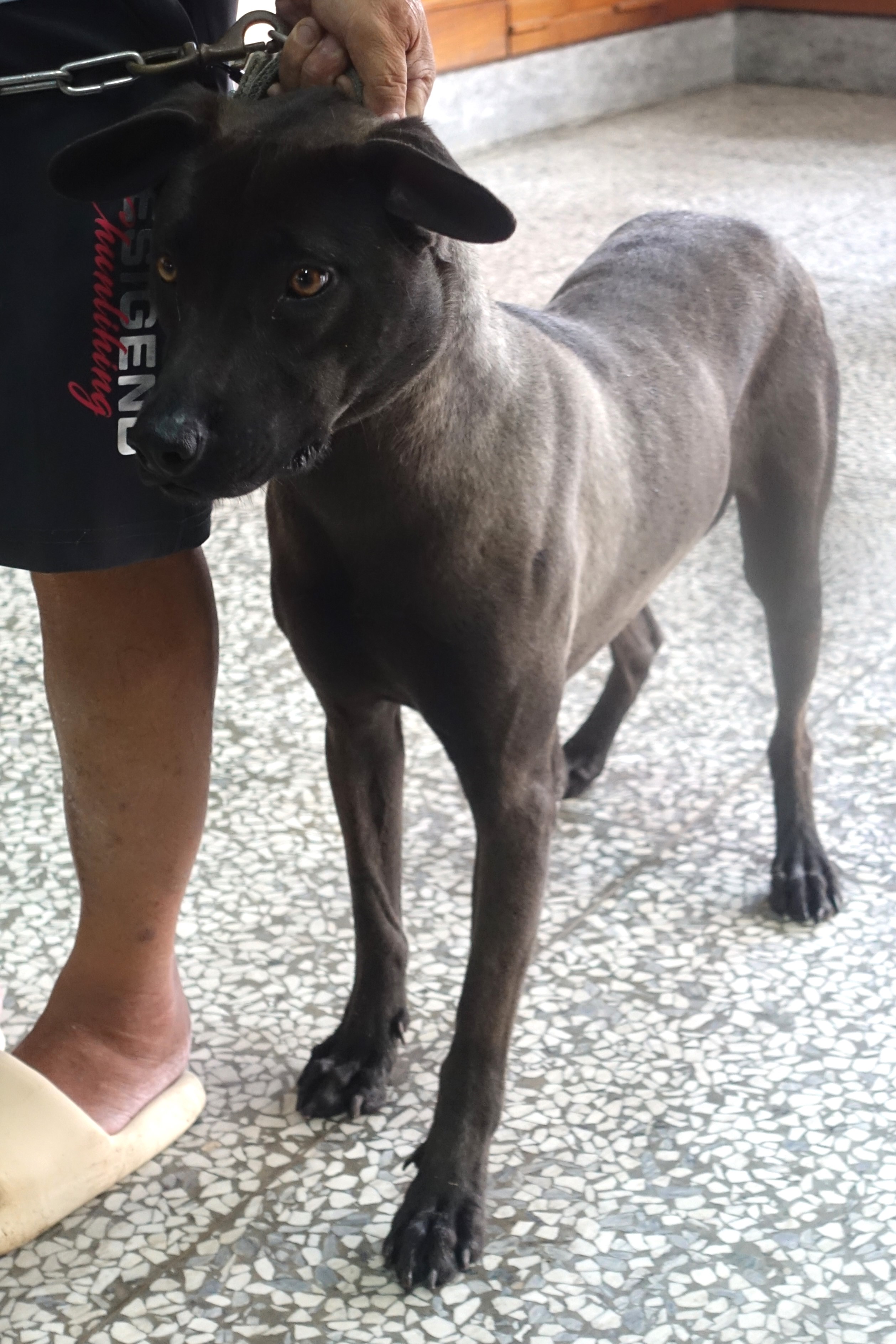 宜蘭縣待認養狗 混種犬