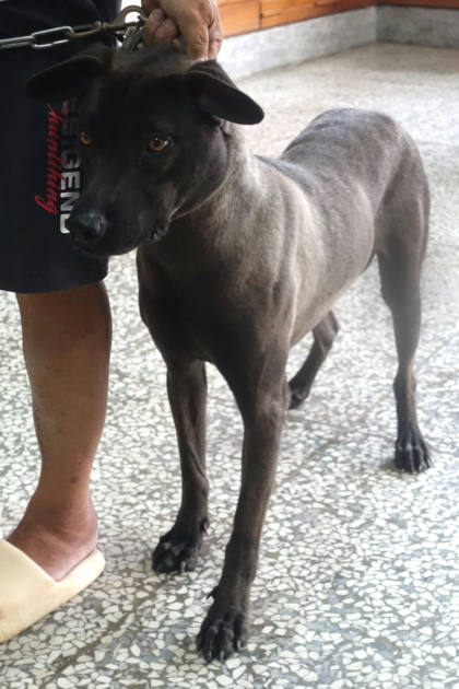 宜蘭縣待認養狗｜混種犬｜黑色｜母