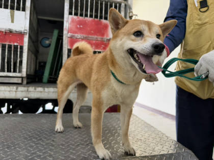 桃園市待認養狗｜柴犬｜黃色｜公