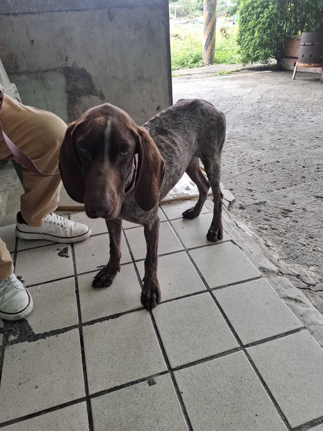 苗栗縣待認養狗 波音達指示犬(英系)
