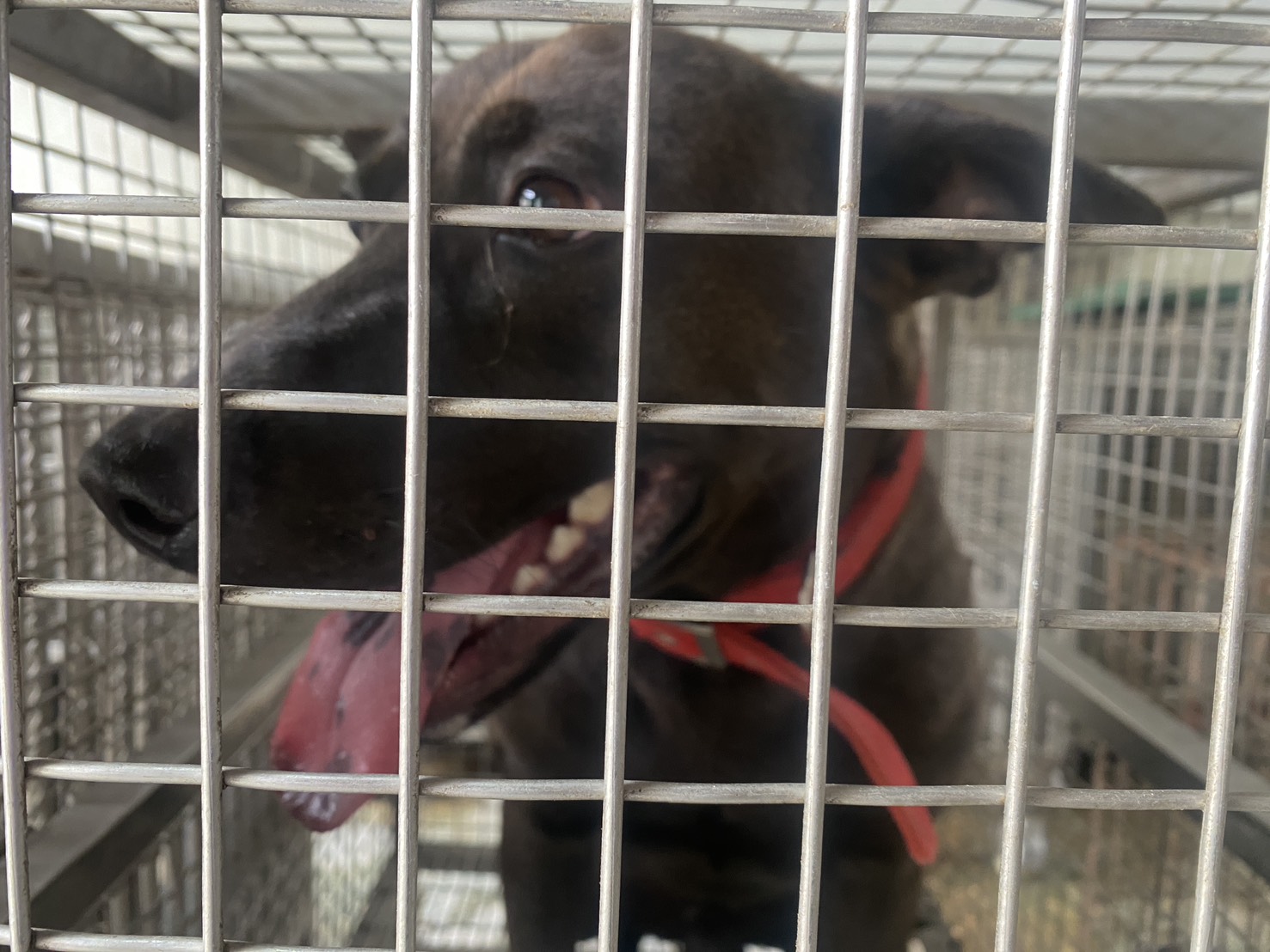 台南市待認養狗 混種犬