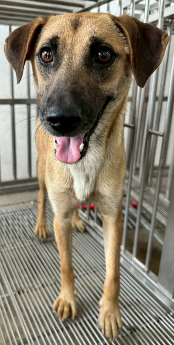花蓮縣待認養狗 混種犬
