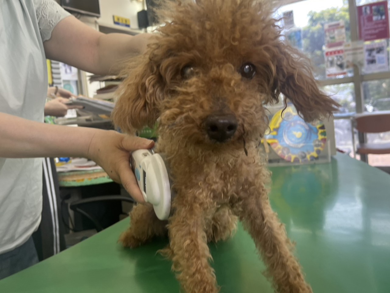 高雄市待認養狗 貴賓犬
