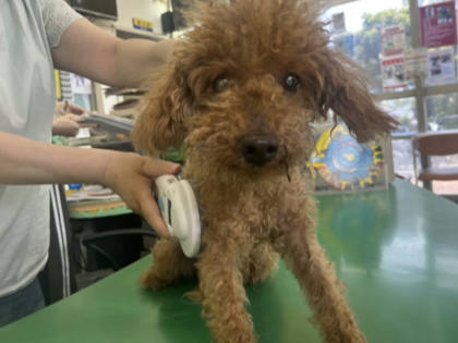 高雄市待認養狗｜貴賓犬｜棕色｜公