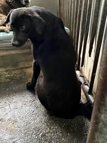 彰化縣待認養狗｜混種犬｜黑色｜公