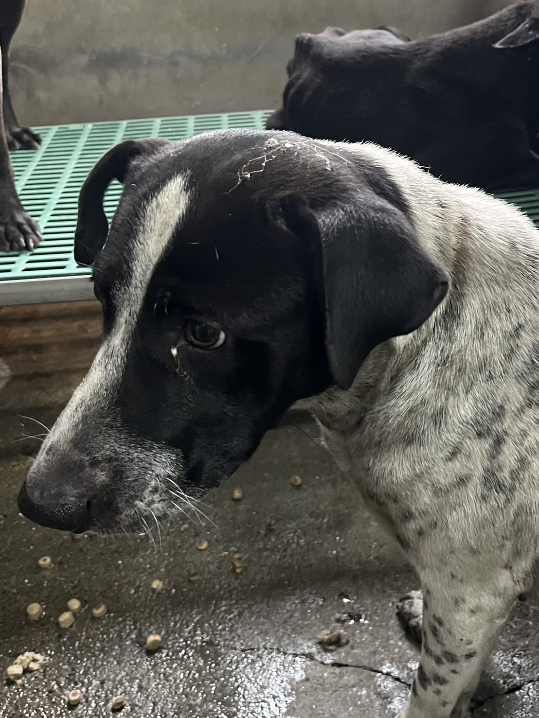 彰化縣待認養狗 混種犬