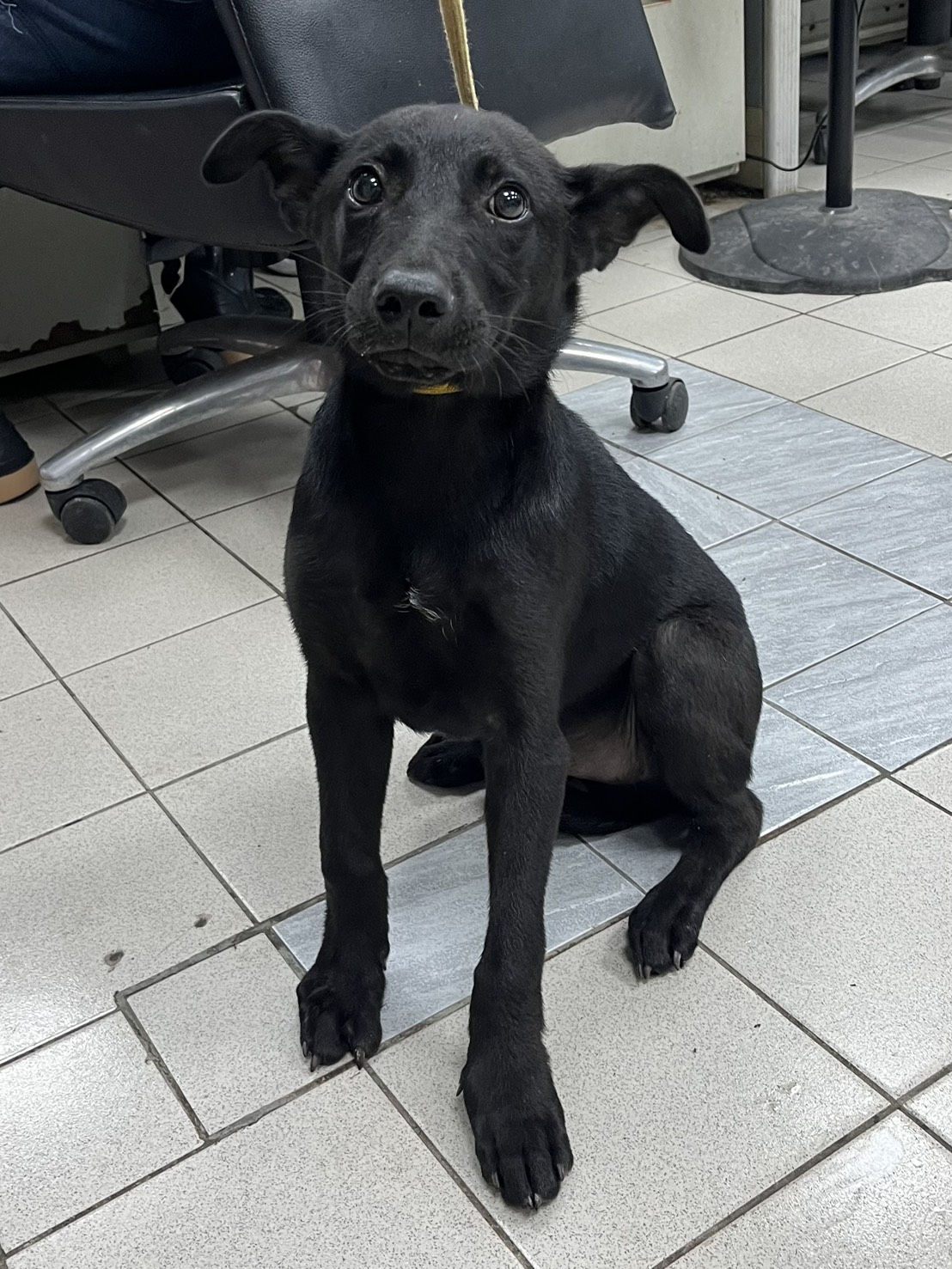 彰化縣待認養狗 混種犬