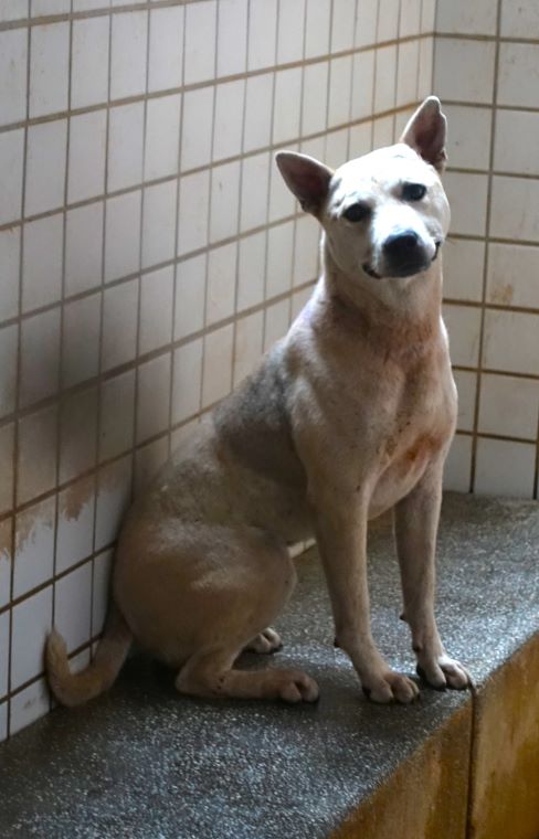 宜蘭縣待認養狗 混種犬