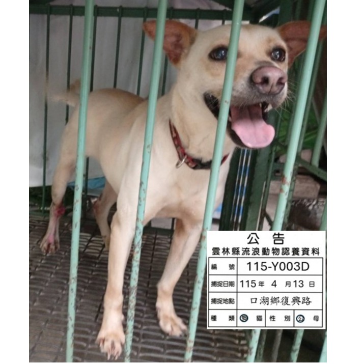 雲林縣待認養狗 混種犬
