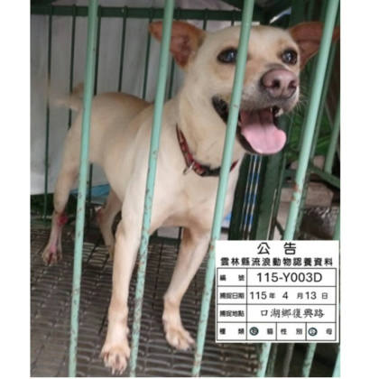 雲林縣待認養狗｜混種犬｜黃色｜母