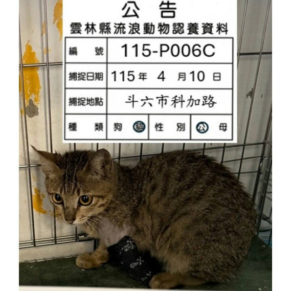雲林縣待認養貓 混種貓