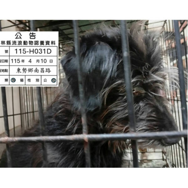 雲林縣待認養狗 混種犬