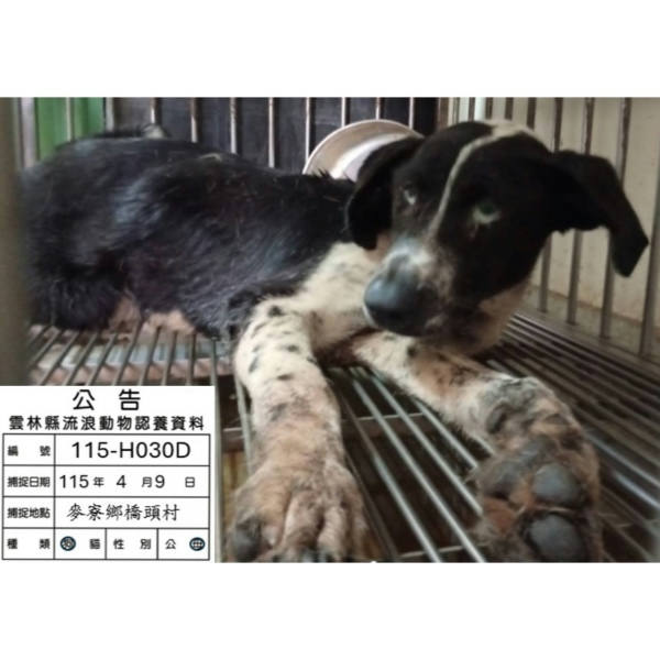 雲林縣待認養狗 混種犬