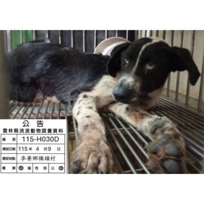雲林縣待認養狗｜混種犬｜黑白色｜母