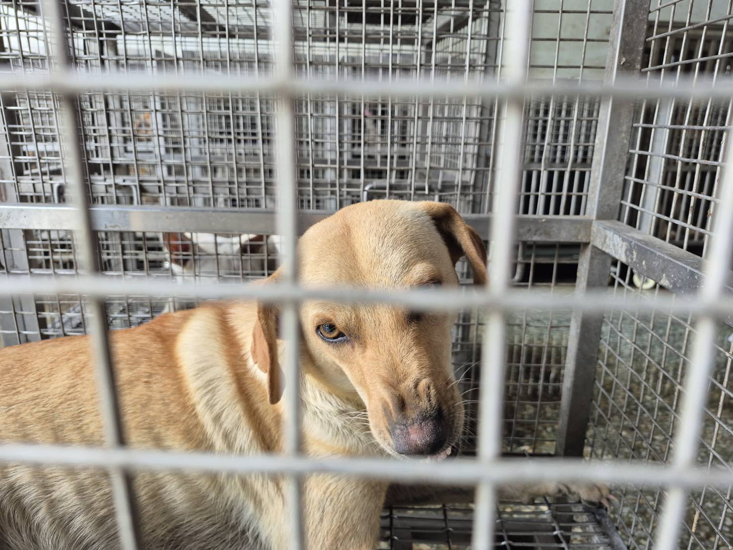 台南市待認養狗 混種犬