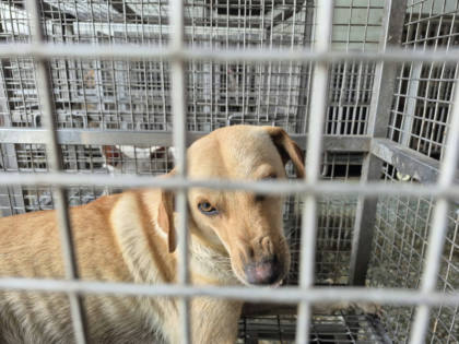 台南市待認養狗｜混種犬｜黃色｜母