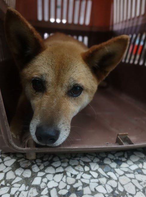 宜蘭縣待認養狗 混種犬