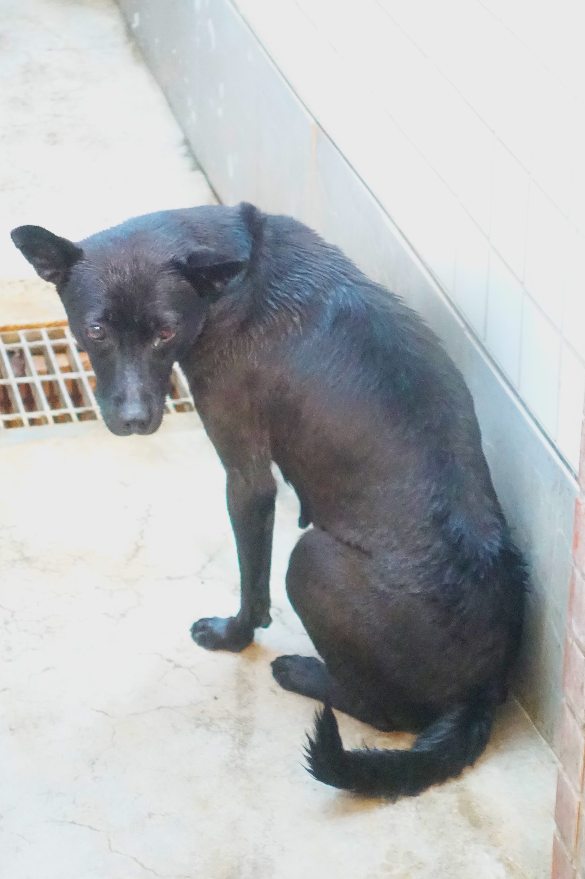宜蘭縣待認養狗 混種犬
