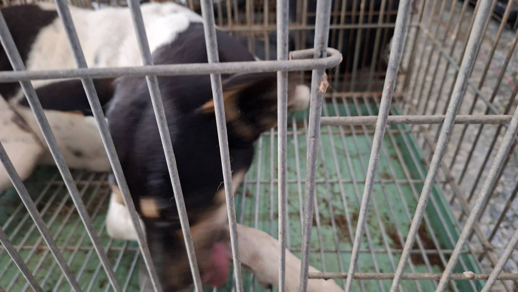 台南市待認養狗 混種犬