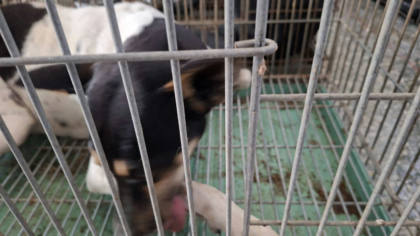 台南市待認養狗｜混種犬｜黑白色｜母