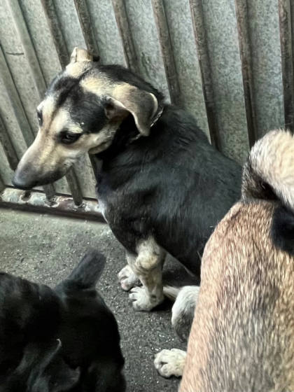 彰化縣待認養狗｜混種犬｜黑黃色｜公