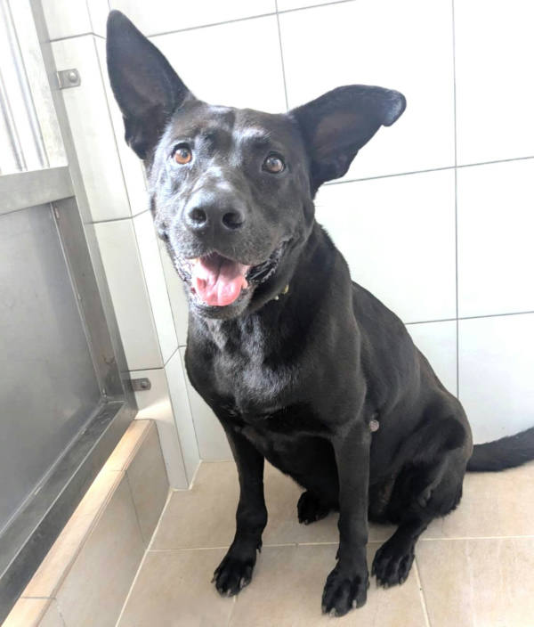 新竹縣待認養狗 混種犬