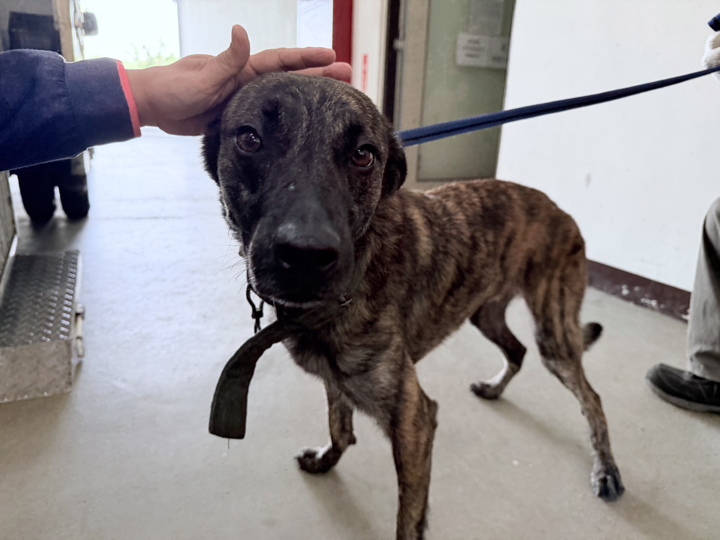 桃園市待認養狗 混種犬