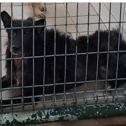 連江縣已領養狗 混種犬