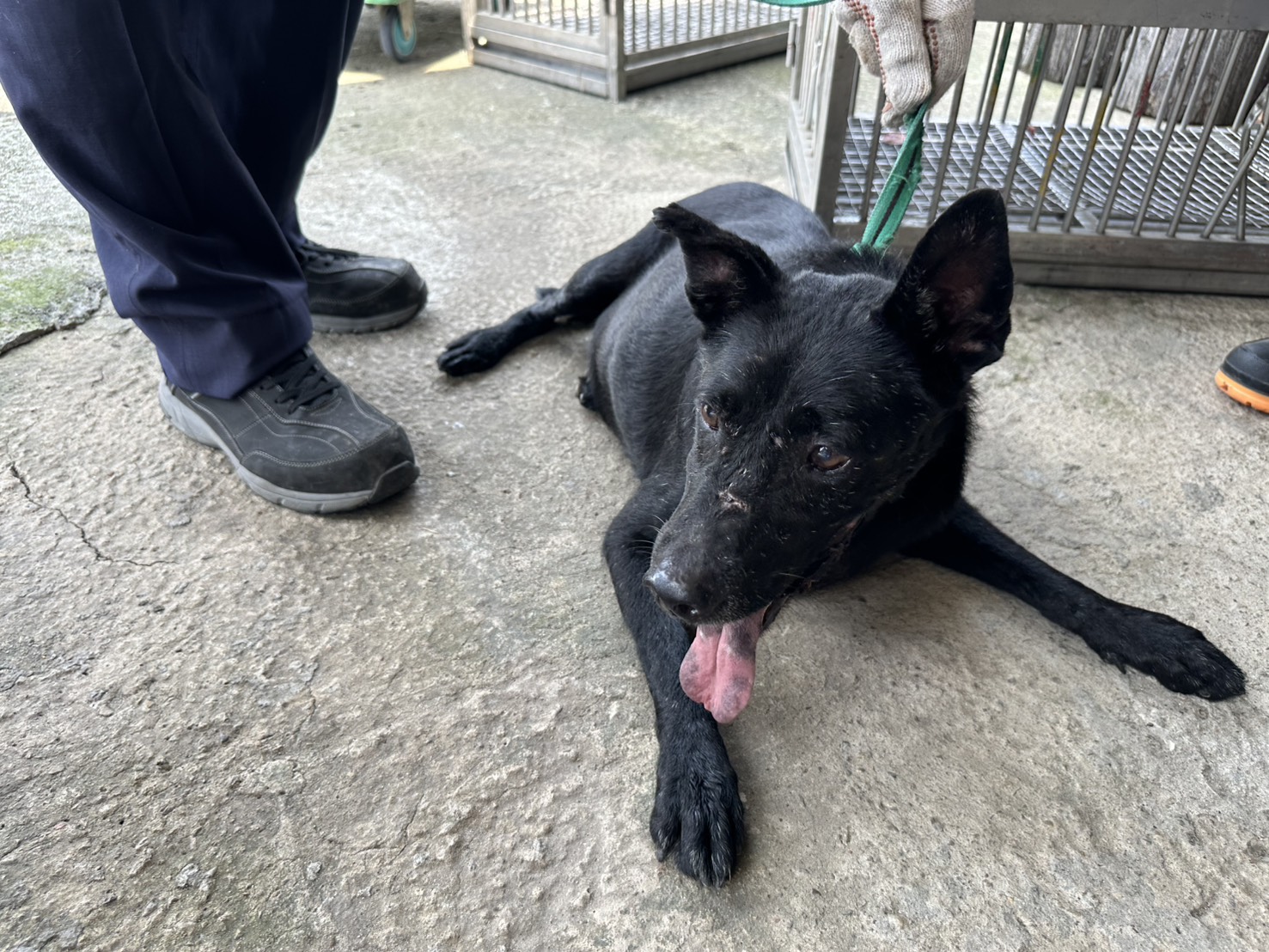 桃園市待認養狗 混種犬