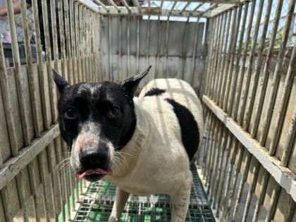 桃園市待認養狗｜混種犬｜黑白色｜公