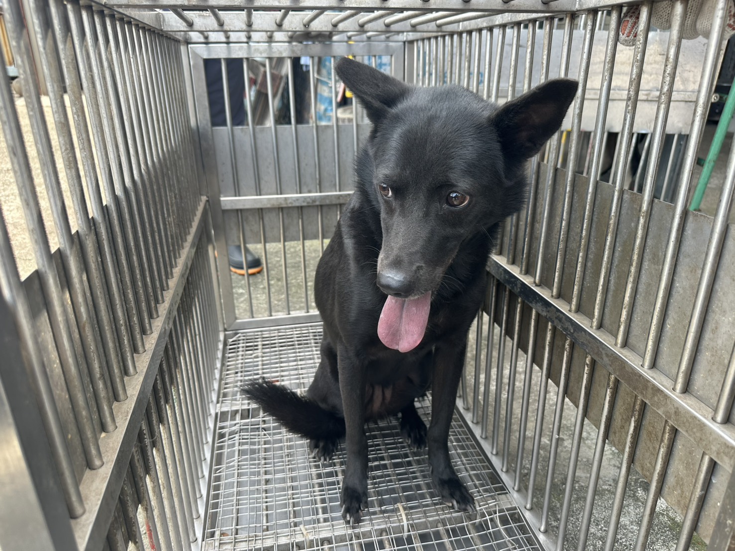 桃園市待認養狗 混種犬