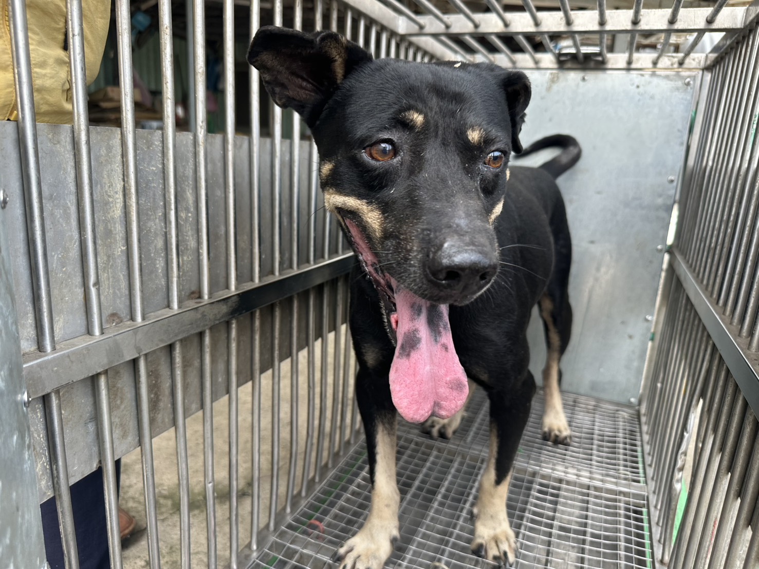 桃園市待認養狗 混種犬