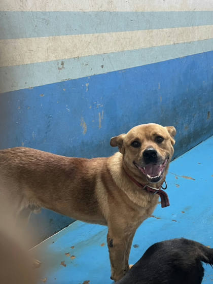 苗栗縣待認養狗｜混種犬｜棕色｜公