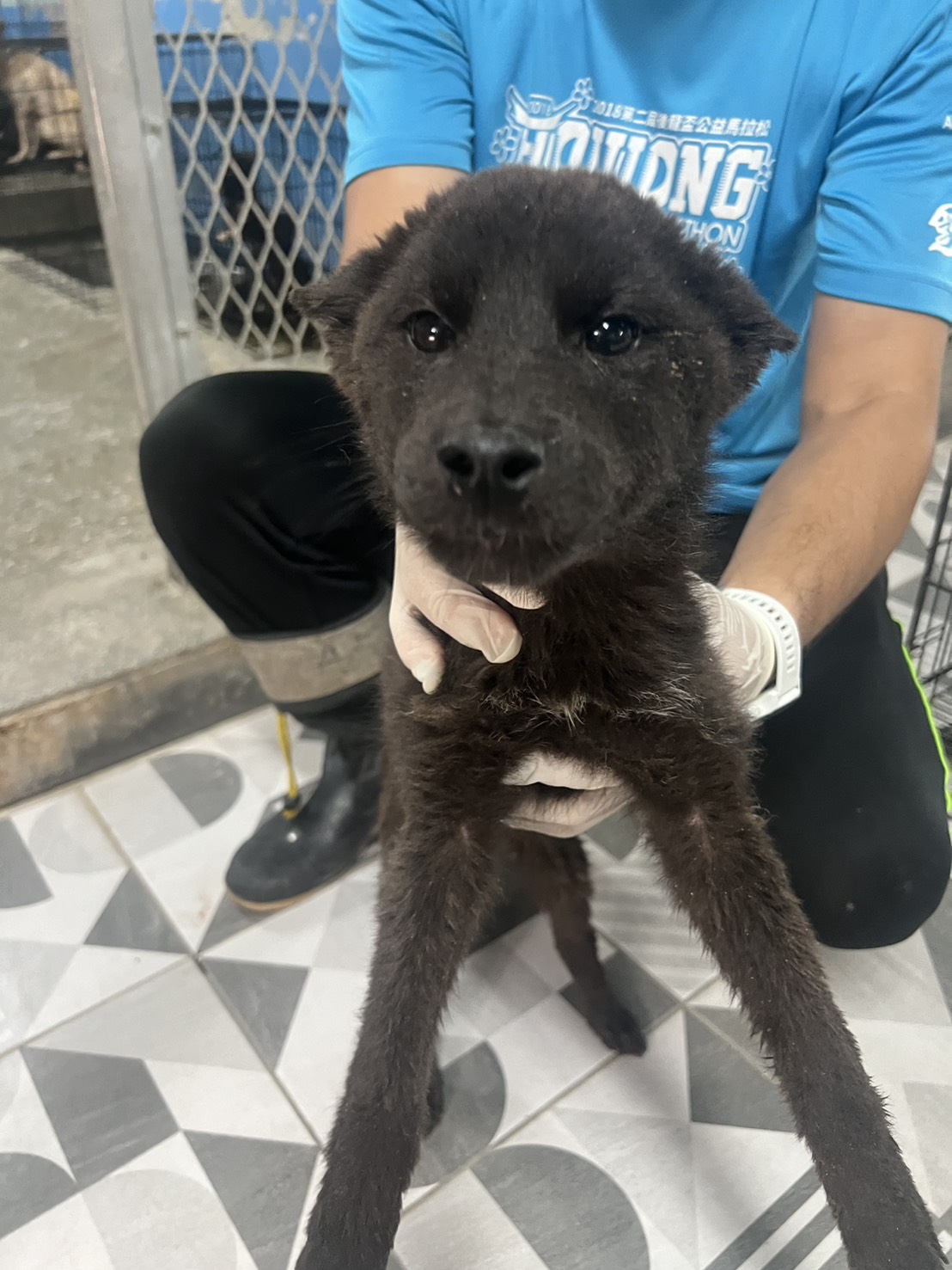 苗栗縣待認養狗 混種犬
