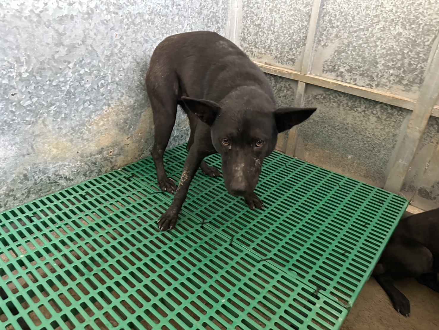 桃園市待認養狗 混種犬