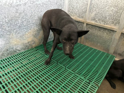 桃園市待認養狗｜混種犬｜黑色｜母